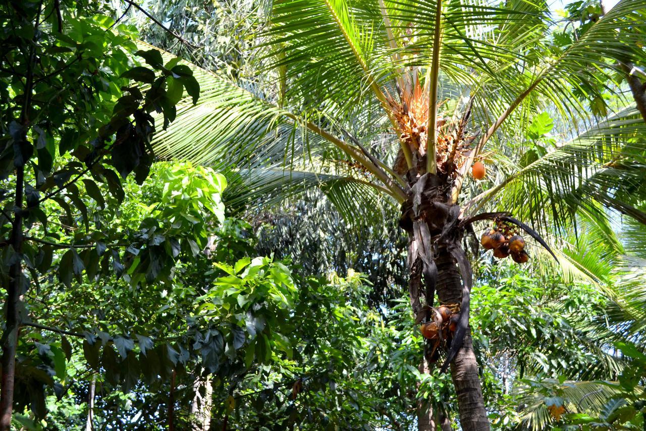 Sigiriya Freedom Lodge Dambulla Eksteriør bilde