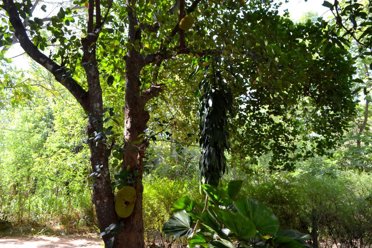 Sigiriya Freedom Lodge Dambulla Eksteriør bilde